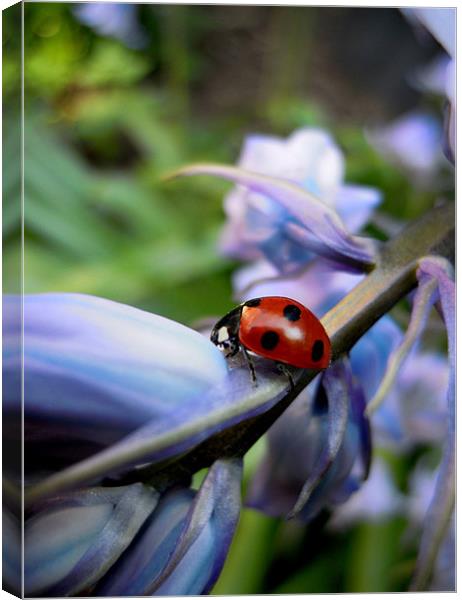 ladybird and bluebells Canvas Print by Heather Newton