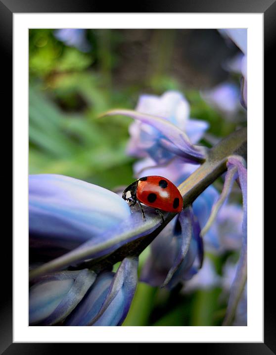 ladybird and bluebells Framed Mounted Print by Heather Newton