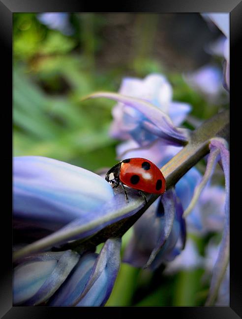 ladybird and bluebells Framed Print by Heather Newton