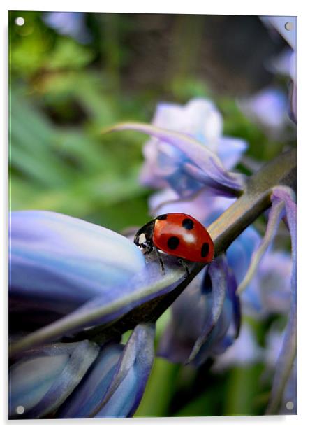 ladybird and bluebells Acrylic by Heather Newton