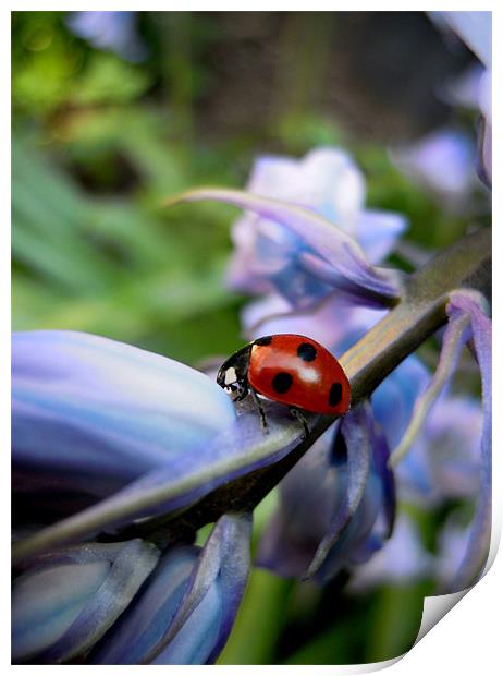 ladybird and bluebells Print by Heather Newton