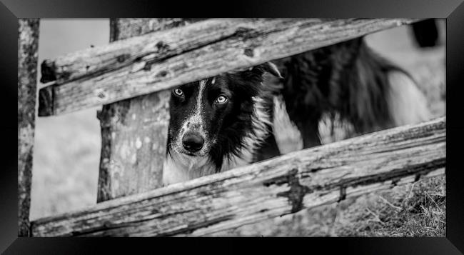 Always Ready Framed Print by John Malley