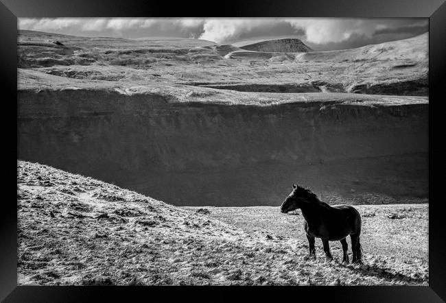 Cumbrian Fell Pony Framed Print by John Malley