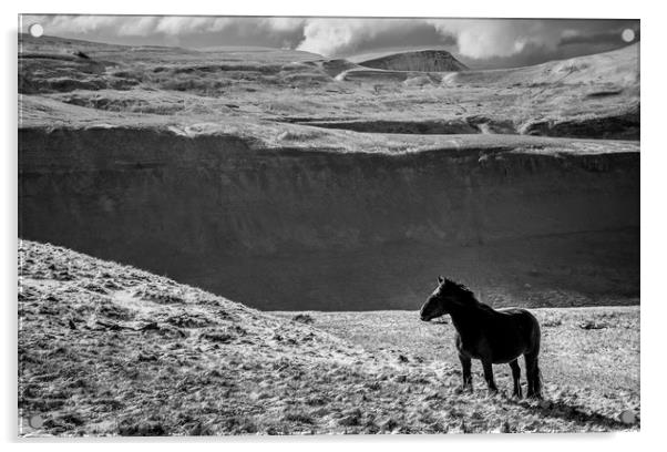 Cumbrian Fell Pony Acrylic by John Malley