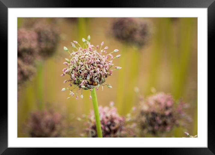 Allium  Framed Mounted Print by chris smith
