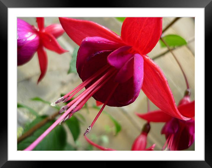 Bright Pink Flower - Fuchsia Framed Mounted Print by Sian Davies