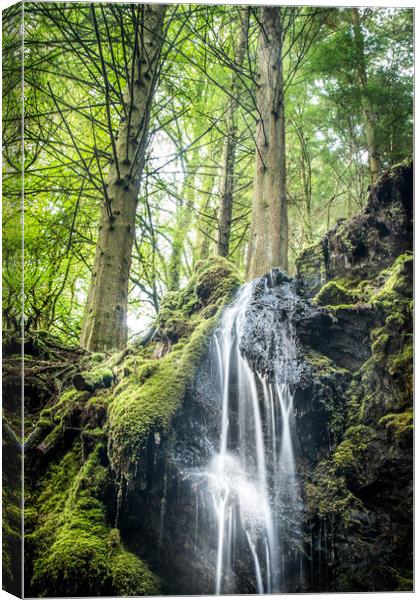 Wild waters within the dark woods Canvas Print by Steve Taylor