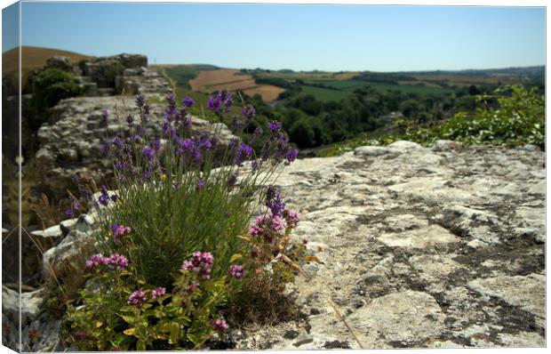 Herbs growing wild on the ramparts of Corfe  Canvas Print by Steve Taylor