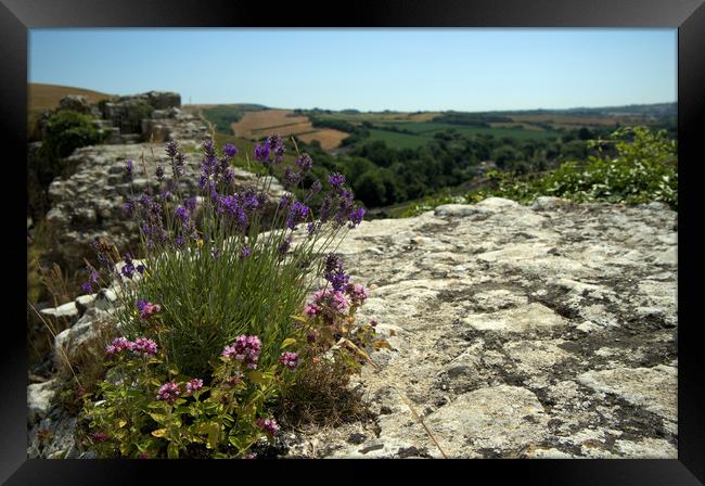 Herbs growing wild on the ramparts of Corfe  Framed Print by Steve Taylor