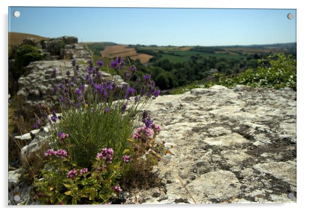 Herbs growing wild on the ramparts of Corfe  Acrylic by Steve Taylor
