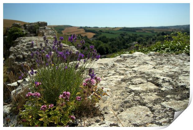 Herbs growing wild on the ramparts of Corfe  Print by Steve Taylor