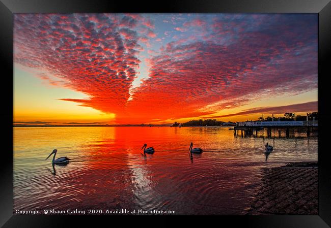 Bribie Island Sunset Framed Print by Shaun Carling