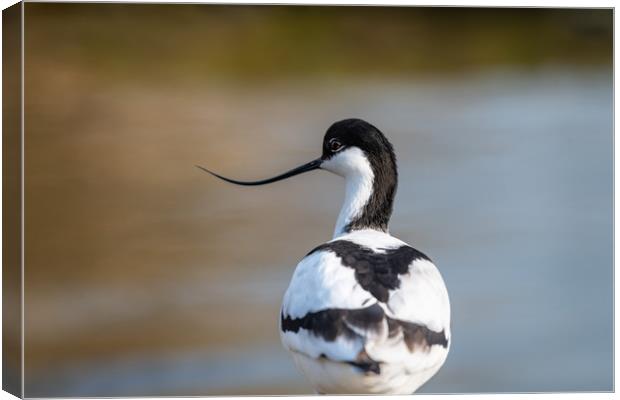 Avocet Canvas Print by Dave Collins