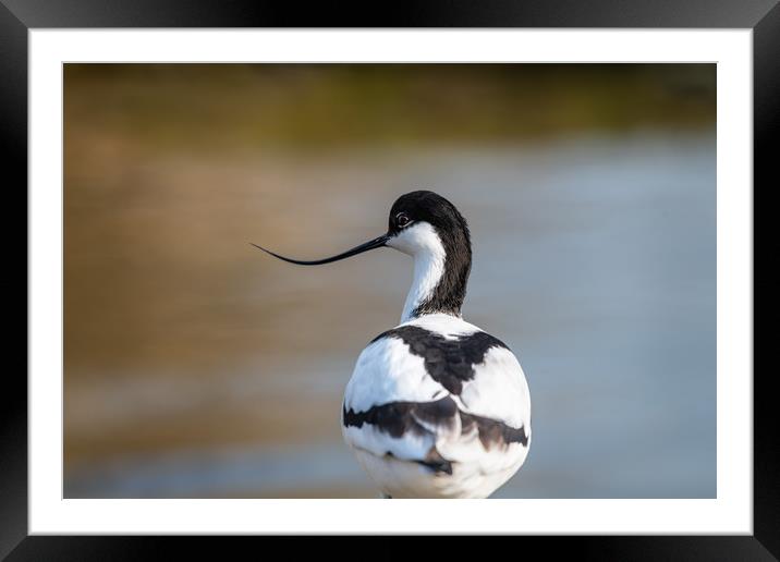 Avocet Framed Mounted Print by Dave Collins