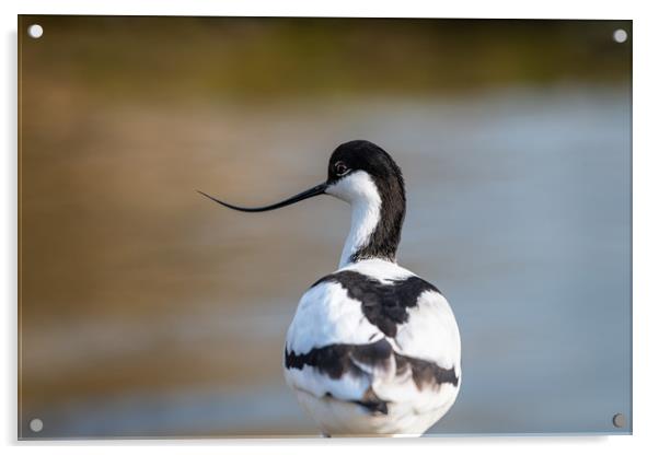 Avocet Acrylic by Dave Collins