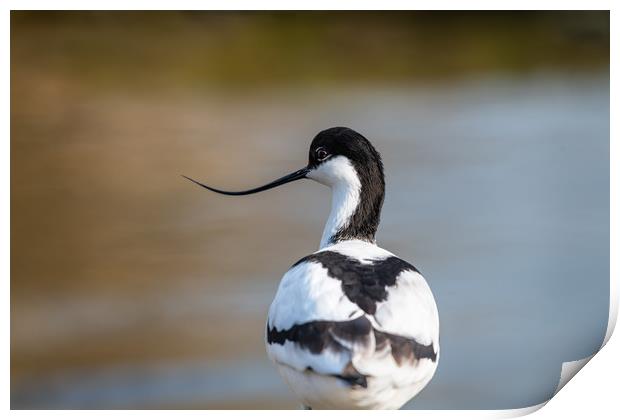 Avocet Print by Dave Collins