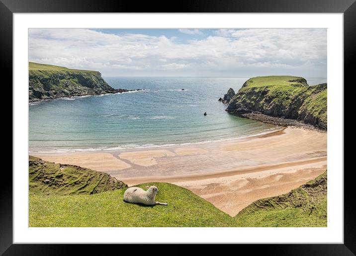 A Sheep on the cliffs at Malin Beg Beach, Ireland Framed Mounted Print by Dave Collins