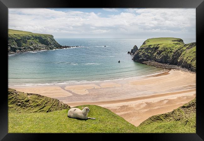 A Sheep on the cliffs at Malin Beg Beach, Ireland Framed Print by Dave Collins