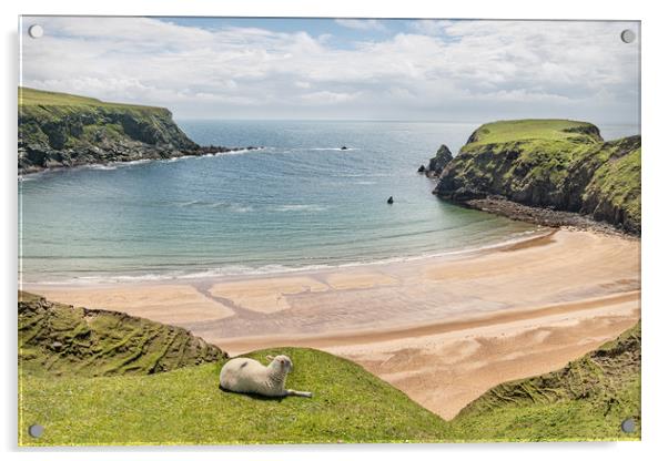 A Sheep on the cliffs at Malin Beg Beach, Ireland Acrylic by Dave Collins