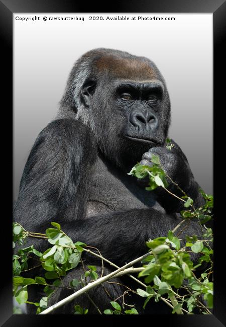 Gorilla Asante Framed Print by rawshutterbug 
