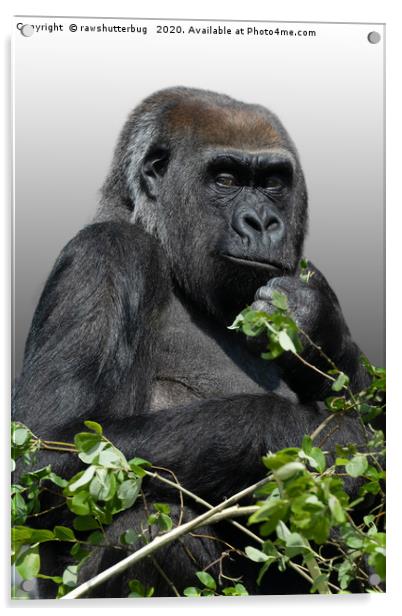 Gorilla Asante Acrylic by rawshutterbug 