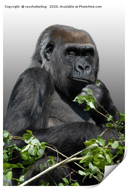 Gorilla Asante Print by rawshutterbug 