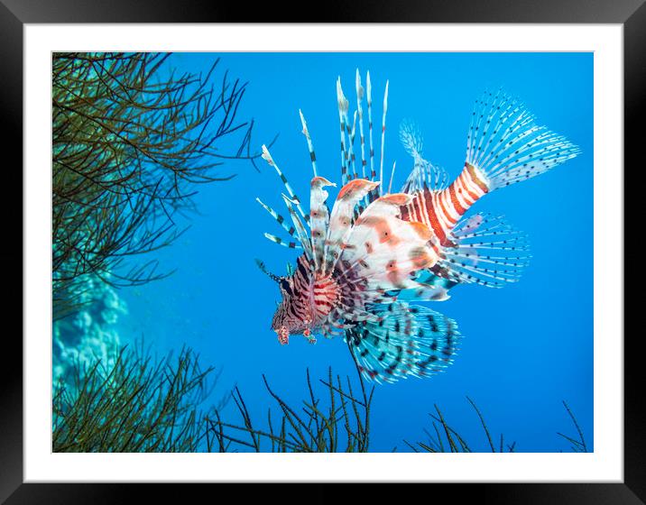 Lionfish, Red Sea, Egypt Framed Mounted Print by Dave Collins