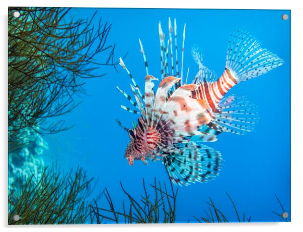 Lionfish, Red Sea, Egypt Acrylic by Dave Collins
