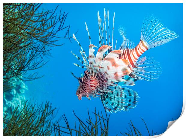 Lionfish, Red Sea, Egypt Print by Dave Collins