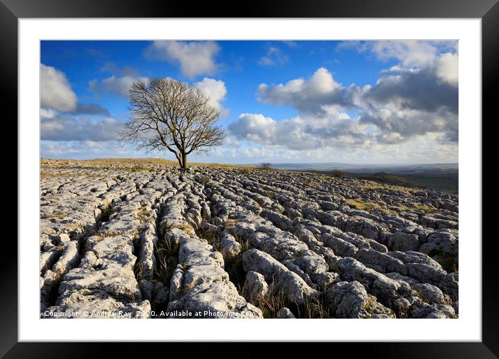 Oak tree (Malham Lings) Framed Mounted Print by Andrew Ray
