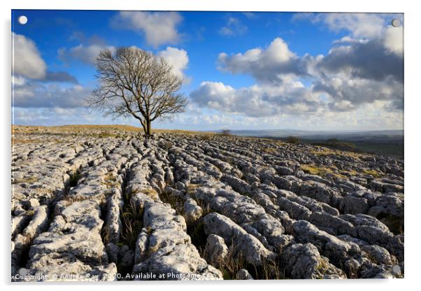 Oak tree (Malham Lings) Acrylic by Andrew Ray