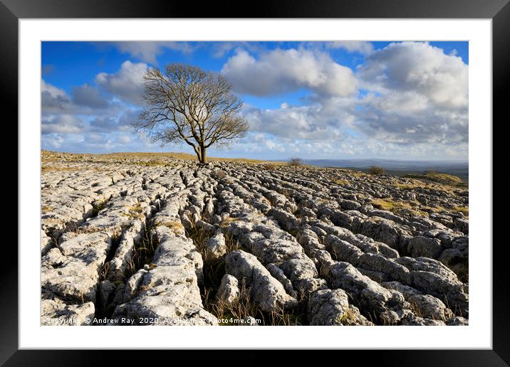 Tree and limestone pavement (Malham Lings) Framed Mounted Print by Andrew Ray