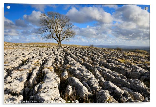 Tree and limestone pavement (Malham Lings) Acrylic by Andrew Ray