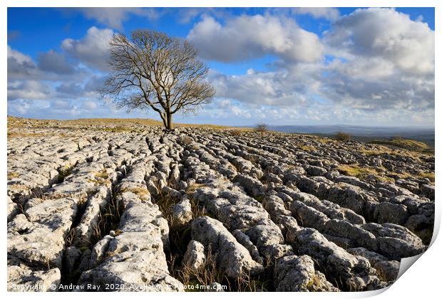 Tree and limestone pavement (Malham Lings) Print by Andrew Ray