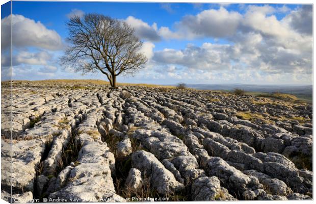 Lone tree Malham Lings Canvas Print by Andrew Ray