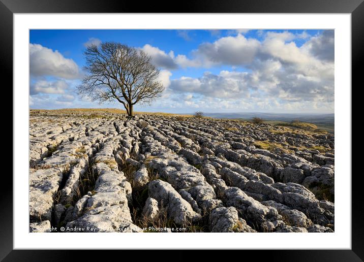 Lone tree Malham Lings Framed Mounted Print by Andrew Ray