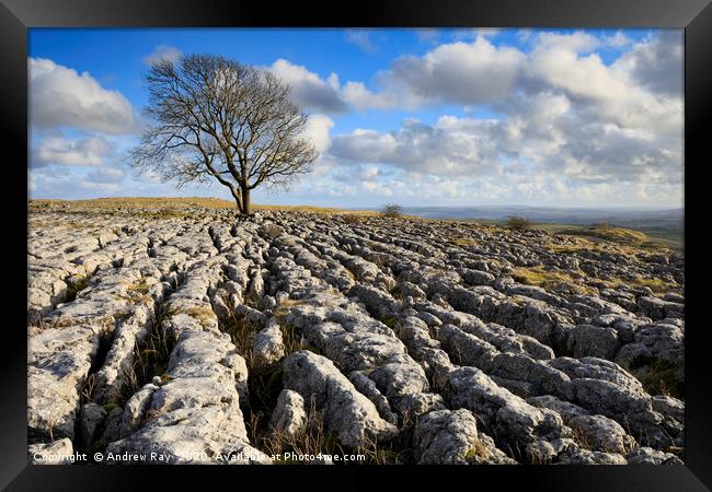 Lone tree Malham Lings Framed Print by Andrew Ray