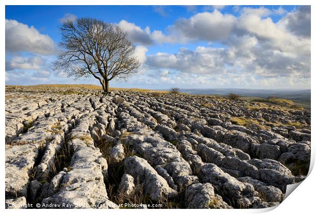 Lone tree Malham Lings Print by Andrew Ray