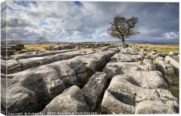 Toward the Hawthorn Tree (Winskill Stones) Canvas Print by Andrew Ray