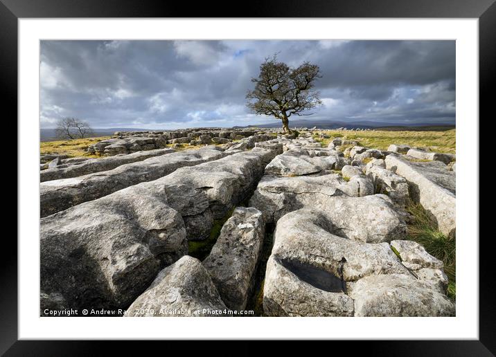 Limestone pavement and lone tree (Winskill Stones) Framed Mounted Print by Andrew Ray