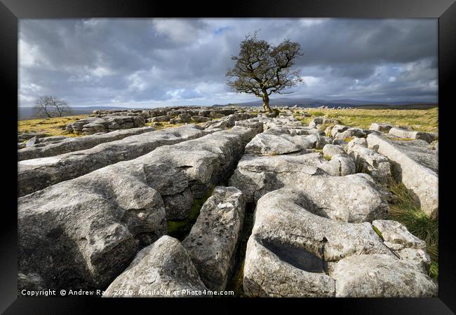 Limestone pavement and lone tree (Winskill Stones) Framed Print by Andrew Ray