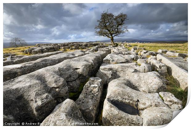 Limestone pavement and lone tree (Winskill Stones) Print by Andrew Ray