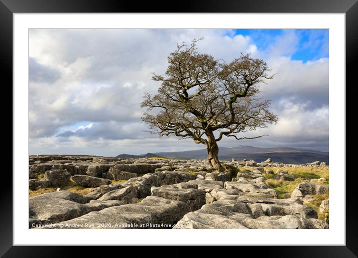 Lone Hawthorn Tree at Winskill Stones Framed Mounted Print by Andrew Ray