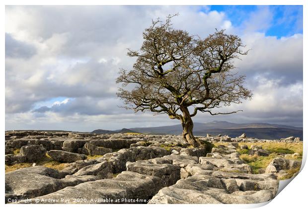 Lone Hawthorn Tree at Winskill Stones Print by Andrew Ray