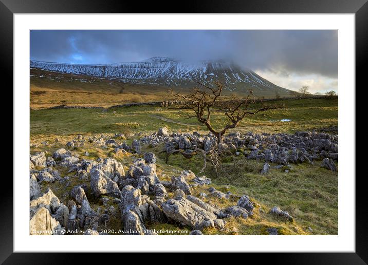 Hawthorn tree at Southerscales Framed Mounted Print by Andrew Ray