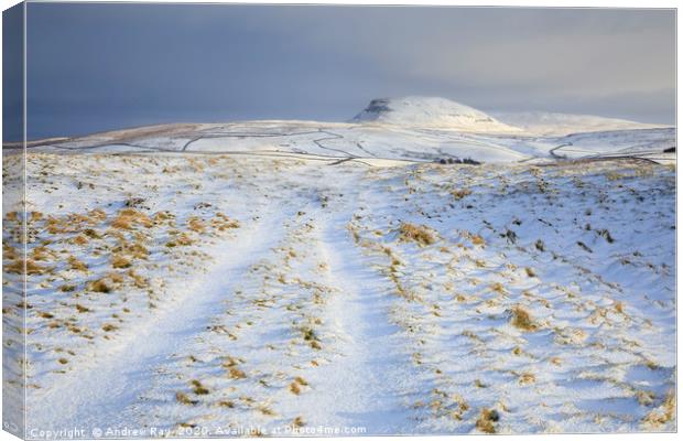 Track toward Pen-y-ghent Canvas Print by Andrew Ray