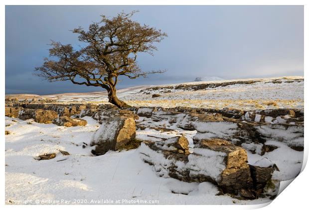Snow at the Winskill Stones Print by Andrew Ray