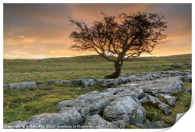Sunrise at the Winskill Stones Print by Andrew Ray