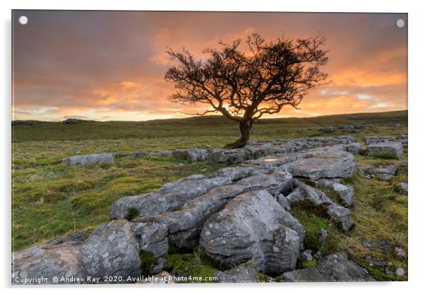 Hawthorn tree at sunrise (Winskill Stones) Acrylic by Andrew Ray