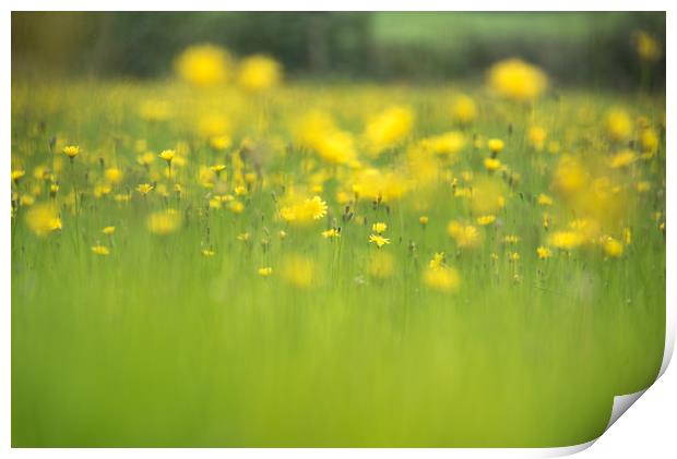 The Hay Meadow Print by John Malley
